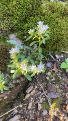 Sedum cockerellii