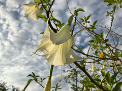 Brugmansia