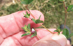 Kummerowia stipulacea