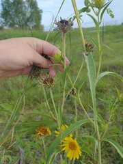 Helianthus maximiliani