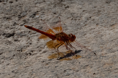 Trithemis kirbyi