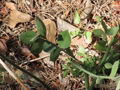 Ruscus aculeatus