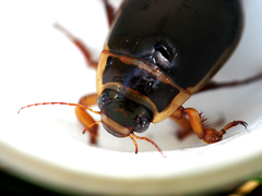 Dytiscus marginalis marginalis