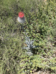 Cirsium occidentale
