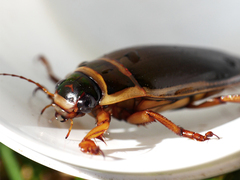 Dytiscus marginalis marginalis