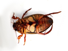 Dytiscus marginalis marginalis