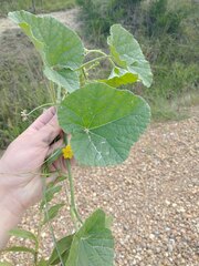 Cucumis melo