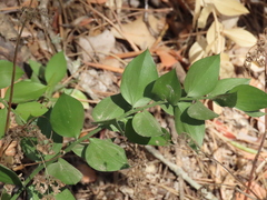 Ruscus aculeatus