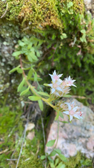 Sedum cockerellii