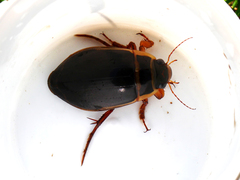 Dytiscus marginalis marginalis
