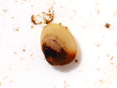 Pisidium amnicum