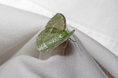 Eucyclodes insperata