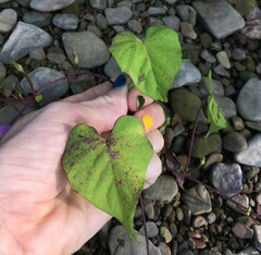 Ipomoea lacunosa