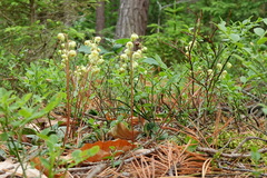 Pyrola chlorantha