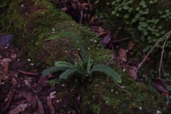 Adiantum hispidulum
