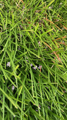 Liriope muscari
