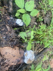 Hypomyces chrysospermus