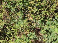 Chrysojasminum fruticans