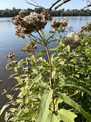 Eutrochium maculatum maculatum