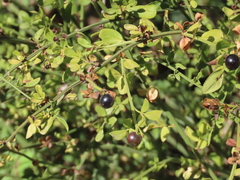 Chrysojasminum fruticans