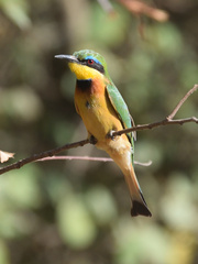 Merops pusillus