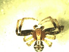 Xysticus lanio