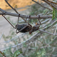 Acanthoplus discoidalis