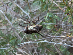 Acanthoplus discoidalis