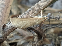 Achyra nudalis