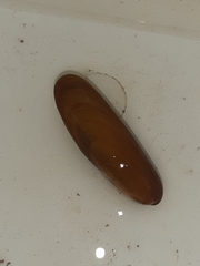 Lithophaga lithophaga