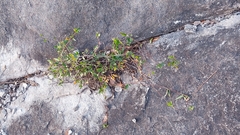 Gelsemium sempervirens