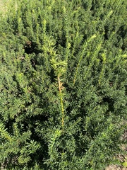 Taxus cuspidata