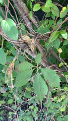 Parthenocissus inserta