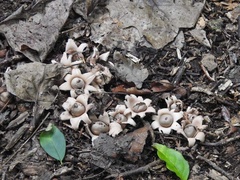 Geastrum