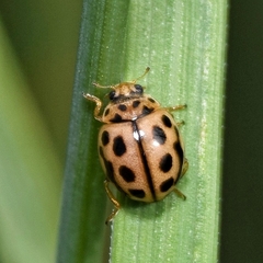 Tytthaspis sedecimpunctata