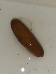 Lithophaga lithophaga