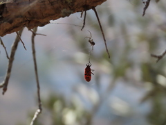 Spilostethus pandurus
