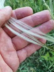 Stipa pennata