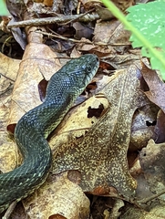 Pantherophis spiloides