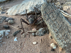 Acanthoplus discoidalis