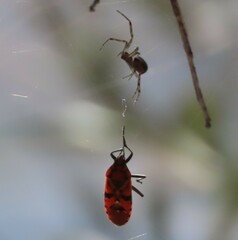 Spilostethus pandurus