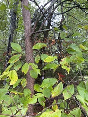 Ulmus rubra