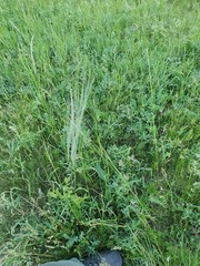 Stipa pennata
