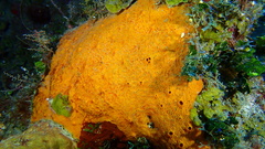 Placospherastra