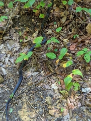 Pantherophis spiloides
