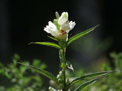 Chelone glabra