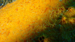 Placospherastra