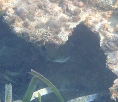 Diodon hystrix