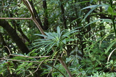 Euphorbia mellifera