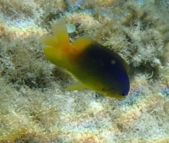 Stegastes leucostictus